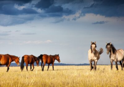 Kazakhstan Tourist eVisa for Nepalese Citizens